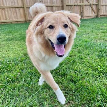 Kevin -  Great Pyrenees Dog for Adoption in La Grange, Kentucky - Kevin | PetCurious