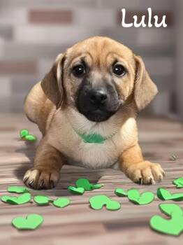 Dachshund Dogs Available for Adoption - Lulu | PetCurious