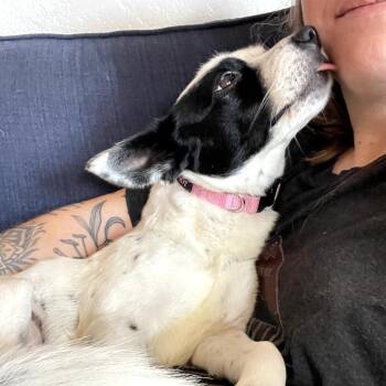 Chihuahua Dogs Available for Adoption - Cherry | PetCurious