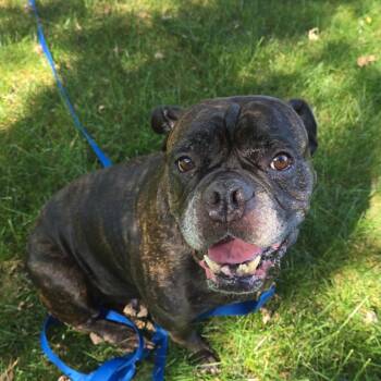 Rescue English Bulldog Dogs for Adoption in Buffalo, Minnesota - Pepper | PetCurious