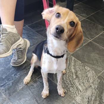 Betty -  Beagle Dog for Adoption in Tampa, Florida - Betty | PetCurious