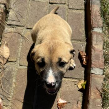 Labrador Retriever and Shepherd Dogs Available for Adoption in Brownsboro, Alabama - Goldilocks | PetCurious