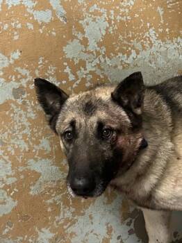 German Shepherd Dog and Mixed Breed Dogs Available for Adoption - Courage | PetCurious