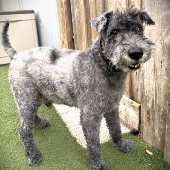Bailey -  Kerry Blue Terrier Dog for Adoption in Palm Harbor, Florida - Bailey | PetCurious