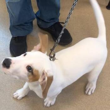Chicken -  Mixed Breed Dog for Adoption in West Palm Beach, Florida - Chicken | PetCurious