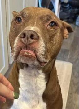 Rescue Boxer Dogs for Adoption in Farmington, Missouri - Arti | PetCurious