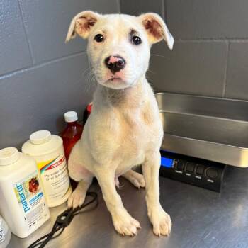 Mixed Breed Dogs Available for Adoption in Buffalo, Minnesota - Knox | PetCurious