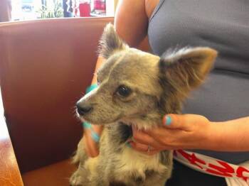 Chihuahua and Mixed Breed Dogs Available for Adoption in Ocala, Florida - WAGS | PetCurious