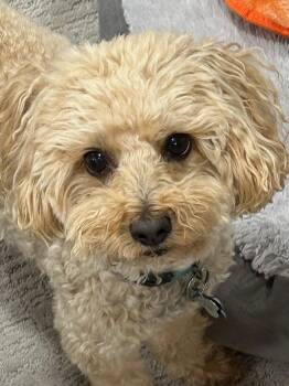 Mixed Breed Dogs Available for Adoption in Sioux Falls, South Dakota - Koda | PetCurious