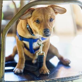 Chihuahua Dogs Available for Adoption - Flash | PetCurious