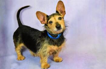 Yorkshire Terrier and Mixed Breed Dogs Available for Adoption in Fort Lauderdale, Florida - BATMAN | PetCurious