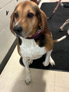 Hound and Mixed Breed Dogs Available for Adoption - Shiva | PetCurious