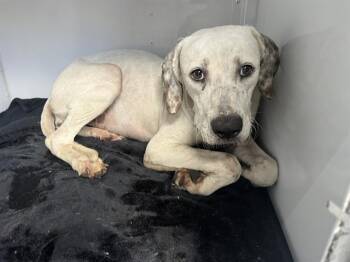 WHITEY -  Mixed Breed Dog for Adoption in Palmetto, Florida - WHITEY | PetCurious