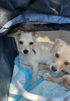 Star -  Mixed Breed and Maltese Dog for Adoption in Los Angeles, California - Star | PetCurious