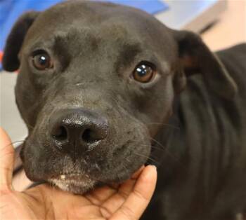 Rescue Mixed Breed Dogs for Adoption in Columbia, South Carolina - BEAUTY | PetCurious