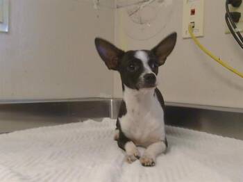 Chihuahua Dogs Available for Adoption - A916067 | PetCurious
