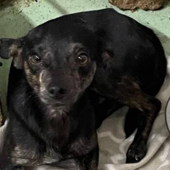 Chico -  Chihuahua Dog for Adoption in Calverton, New York - Chico | PetCurious