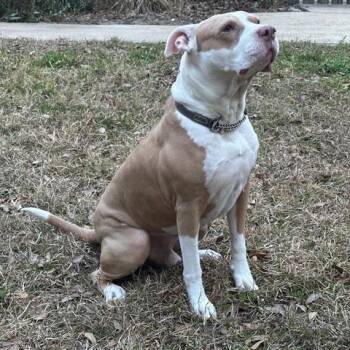 Lloyd -  Mixed Breed Dog for Adoption in Gainesville, Florida - Lloyd | PetCurious