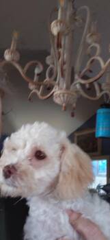 Bijou -  Maltese and Poodle Dog for Adoption in Spring, Texas - Bijou | PetCurious