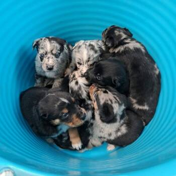 Daffy Duck, Grey Collar -  Australian Shepherd and Mixed Breed Dog for Adoption in Ada, Minnesota - Daffy Duck, Grey Collar | PetCurious