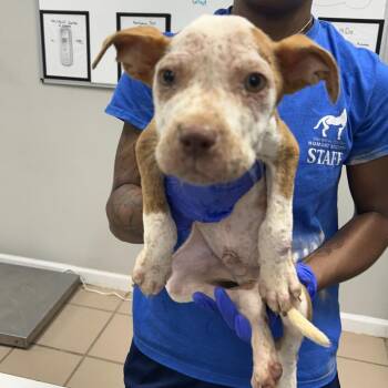 Melvin -  Pit Bull Terrier Dog for Adoption in Starkville, Mississippi - Melvin | PetCurious