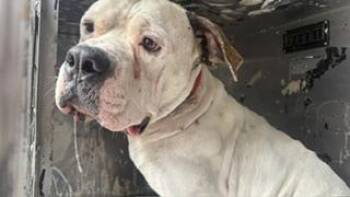 BUSTER -  Mixed Breed Dog for Adoption in Dallas, Texas - BUSTER | PetCurious