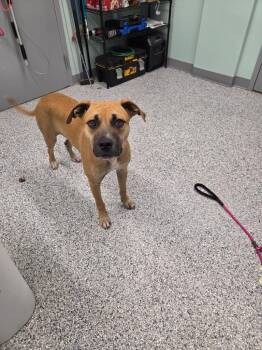 Titan -  Terrier Dog for Adoption in Athens, Tennessee - Titan | PetCurious