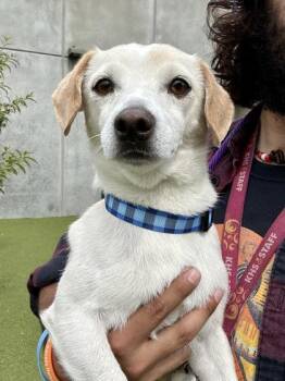 Royal T -  Mixed Breed Dog for Adoption in Wichita, Kansas - Royal T | PetCurious