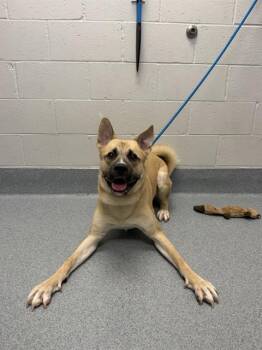 LEO -  German Shepherd Dog and Akita Dog for Adoption in Indianapolis, Indiana - LEO | PetCurious
