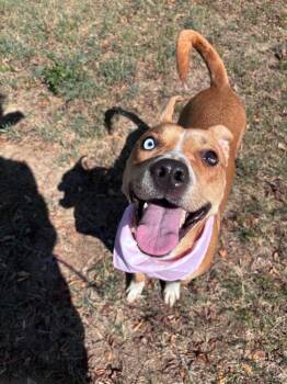 Tilly -  Shepherd Dog for Adoption in Little Rock, Arkansas - Tilly | PetCurious
