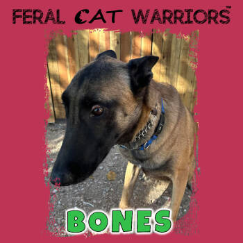 Rescue Belgian Shepherd Malinois Dogs for Adoption in Kingman, Arizona - Bones | PetCurious