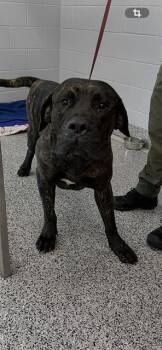 Bullmastiff Dogs Available for Adoption in Palmetto, Florida - RIP | PetCurious