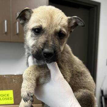 Shepherd and Mixed Breed Dogs Available for Adoption - M & Ms | PetCurious