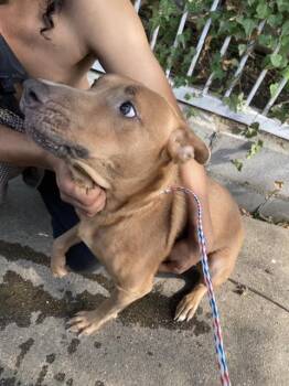 BOOINE -  Mixed Breed Dog for Adoption in Dallas, Texas - BOOINE | PetCurious