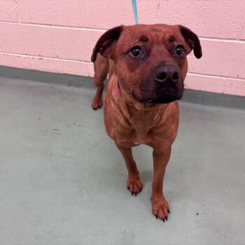 Mixed Breed Dogs Available for Adoption in Memphis, Tennessee - Behonye | PetCurious