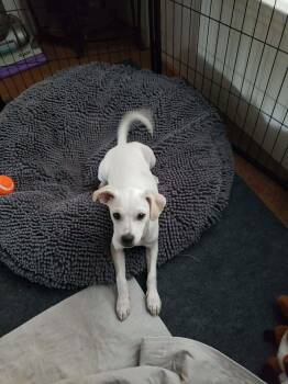 Biscuit -  Chihuahua Dog for Adoption in Eugene, Oregon - Biscuit | PetCurious