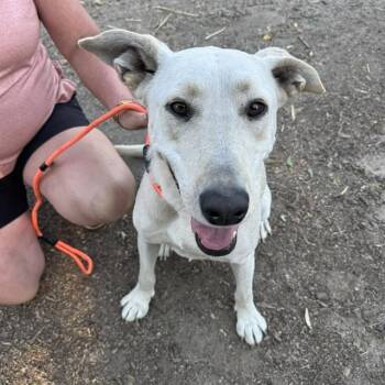 SHELBY -  Labrador Retriever and Mixed Breed Dog for Adoption in Alameda, California - SHELBY | PetCurious