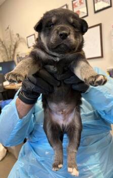 Dancing Lobster -  Husky and Mixed Breed Dog for Adoption in Fresno, California - Dancing Lobster | PetCurious