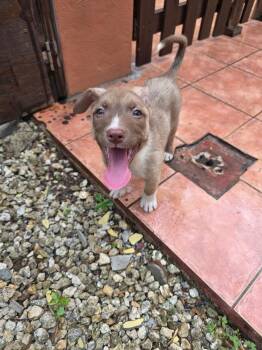 Husky Dogs Available for Adoption in Miami, Florida - Dolly | PetCurious