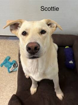 Rescue Labrador Retriever Dogs for Adoption in Heber City, Utah - Scott | PetCurious