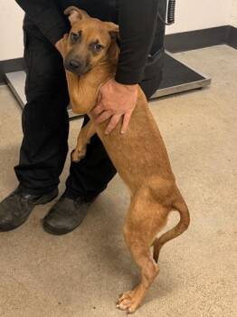 Boo -  Pit Bull Terrier Dog for Adoption in Cleveland, Ohio - Boo | PetCurious
