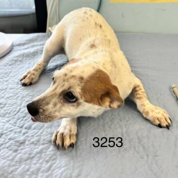 Murphy -  Cattle Dog Dog for Adoption in Chico, California - Murphy | PetCurious