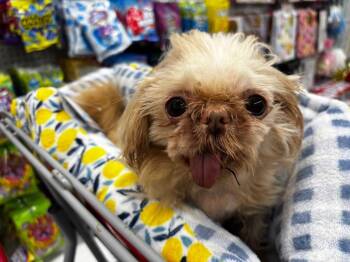 Heston -  Shih Tzu Dog for Adoption in Valparaiso, Indiana - Heston | PetCurious