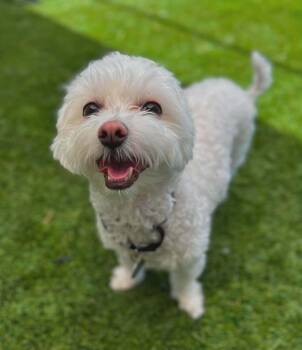 Bella -  Maltese Dog for Adoption in Delson, Quebec - Bella | PetCurious