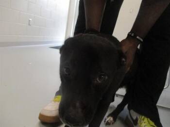 A389757 -  Labrador Retriever Dog for Adoption in Ocala, Florida - A389757 | PetCurious