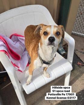 Rescue Chihuahua Dogs for Adoption in Pottsville, Pennsylvania - Harlem | PetCurious