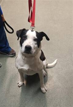 Mixed Breed Dogs Available for Adoption in Santa Fe, New Mexico - STORM | PetCurious