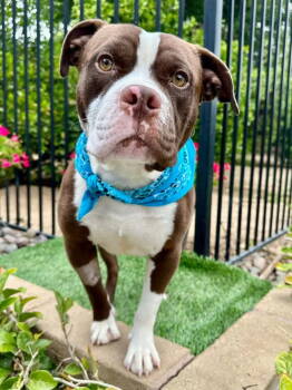 Rescue Pit Bull Terrier Dogs for Adoption in Redlands, California - Rowan | PetCurious