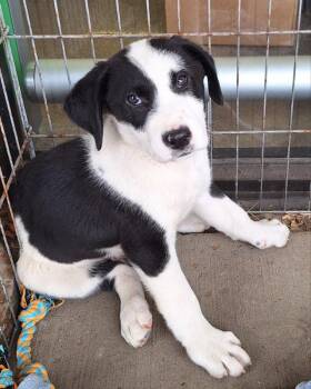 Newman -  Labrador Retriever Dog Available for Adoption - Newman | PetCurious