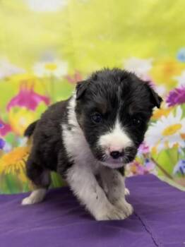Shepherd and Mixed Breed Dogs Available for Adoption in San Antonio, Texas - Claudia | PetCurious